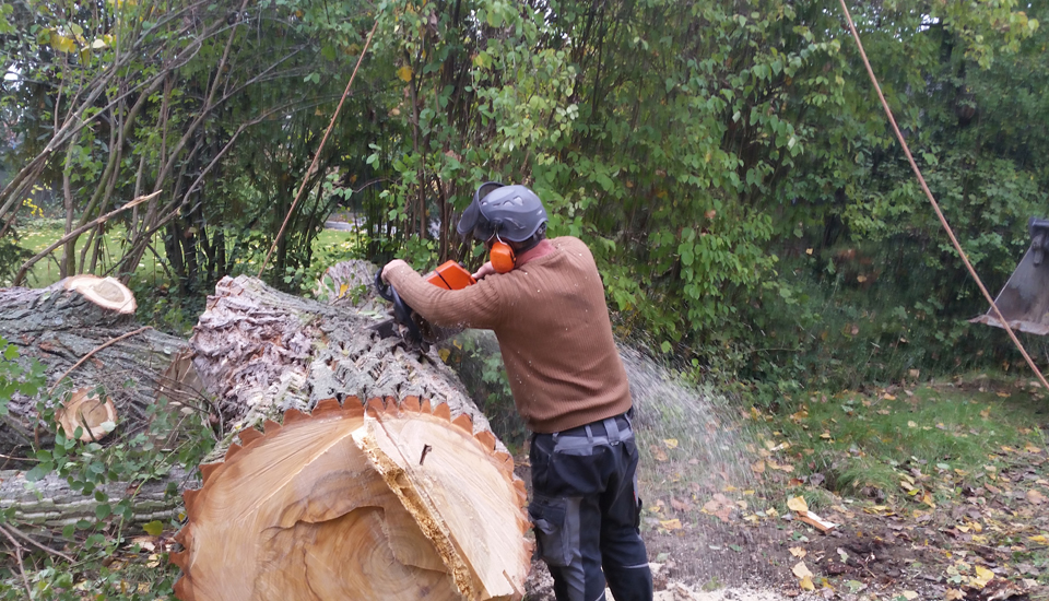 Bahner Baumpflege - Baumfällungen in Mannheim