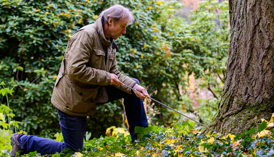 Bahner Baumpflege - Baumgutachten in Weinheim