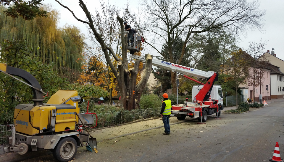 Bahner Baumpflege - Baumschnitt in Mannheim